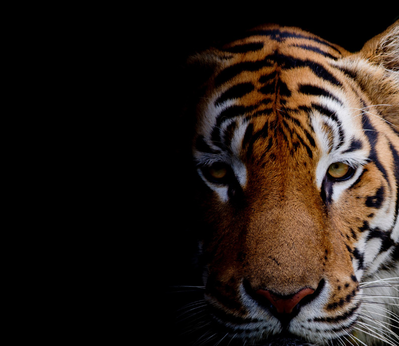 Close-up of a tiger's face in low light